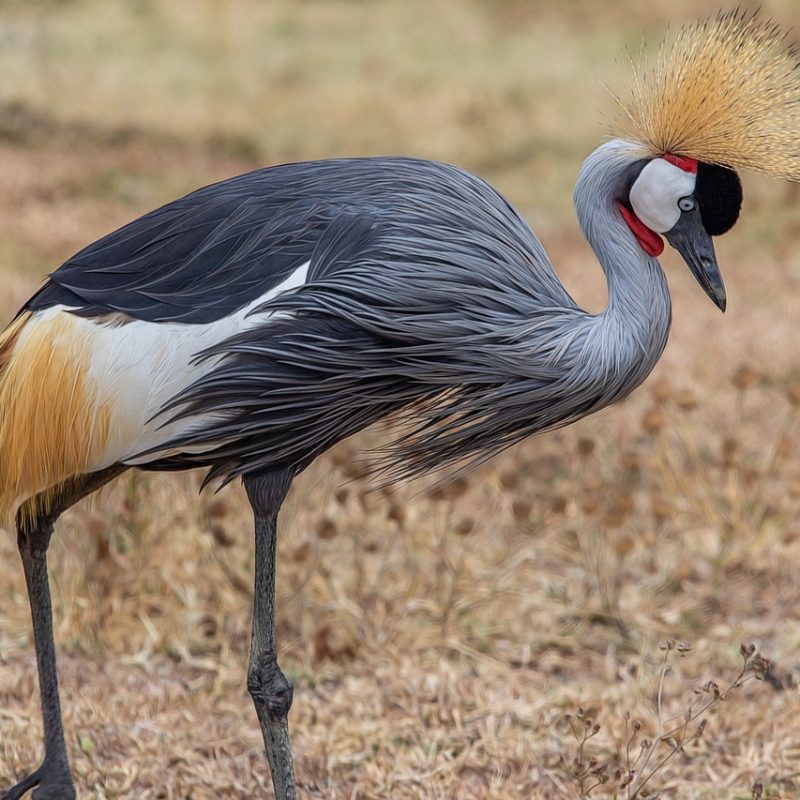 grey-crowned-crane-6940364_1280