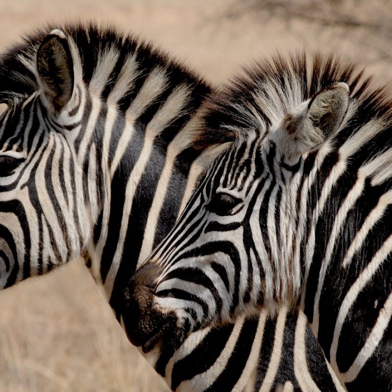 zebras-927272_1280